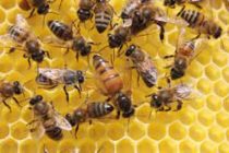 Anadolu Irkı Bal Arısı