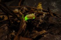 Ateşböceği – Lampyridae