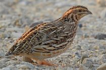 Bıldırcın Yetiştiriciliği