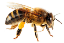 İşçi Arılarda Gelişim ve Görev Dağılımı