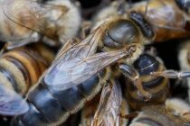 Karniyol Bal Arısı