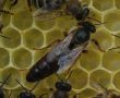 Bal Arılarında Bağışıklık