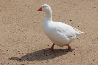 Kaz Yetiştiriciliği