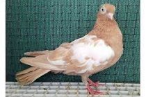 Sarı Macar Güvercini