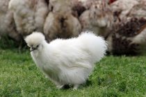 Süs Tavuğu Yetiştiriciliği